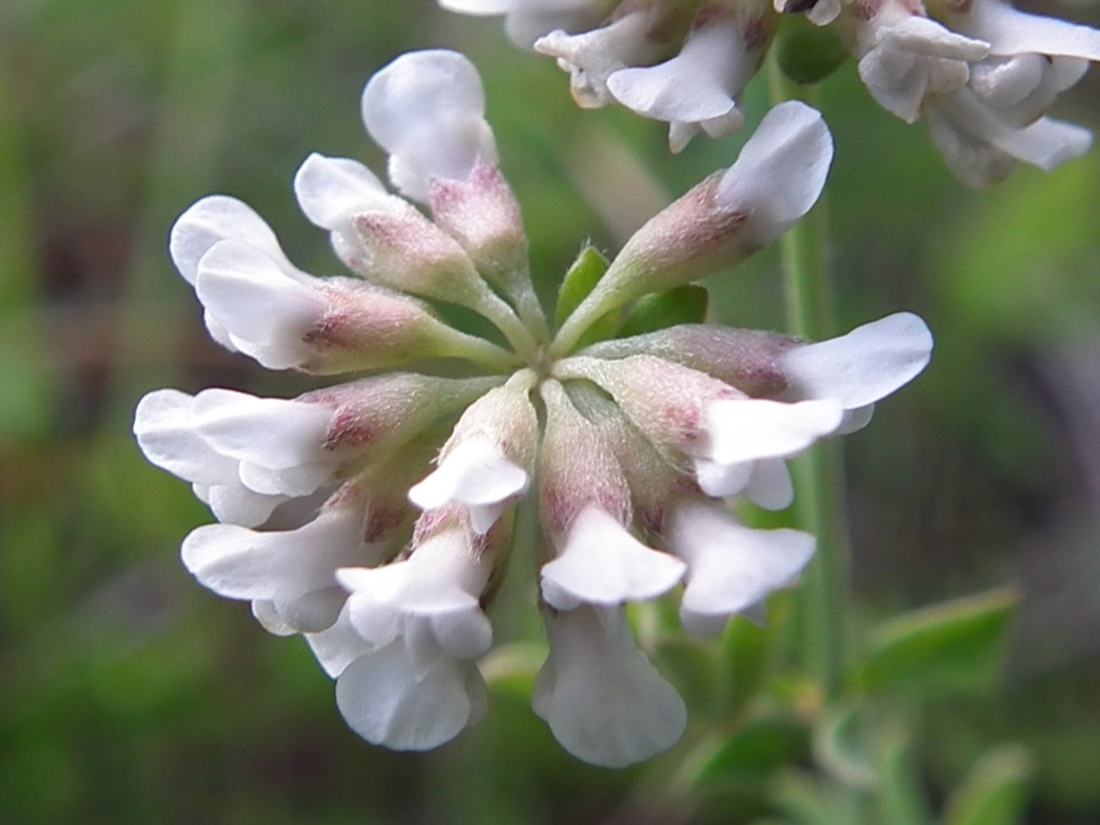 Dorycnium pentaphyllum (=Lotus dorycnium)